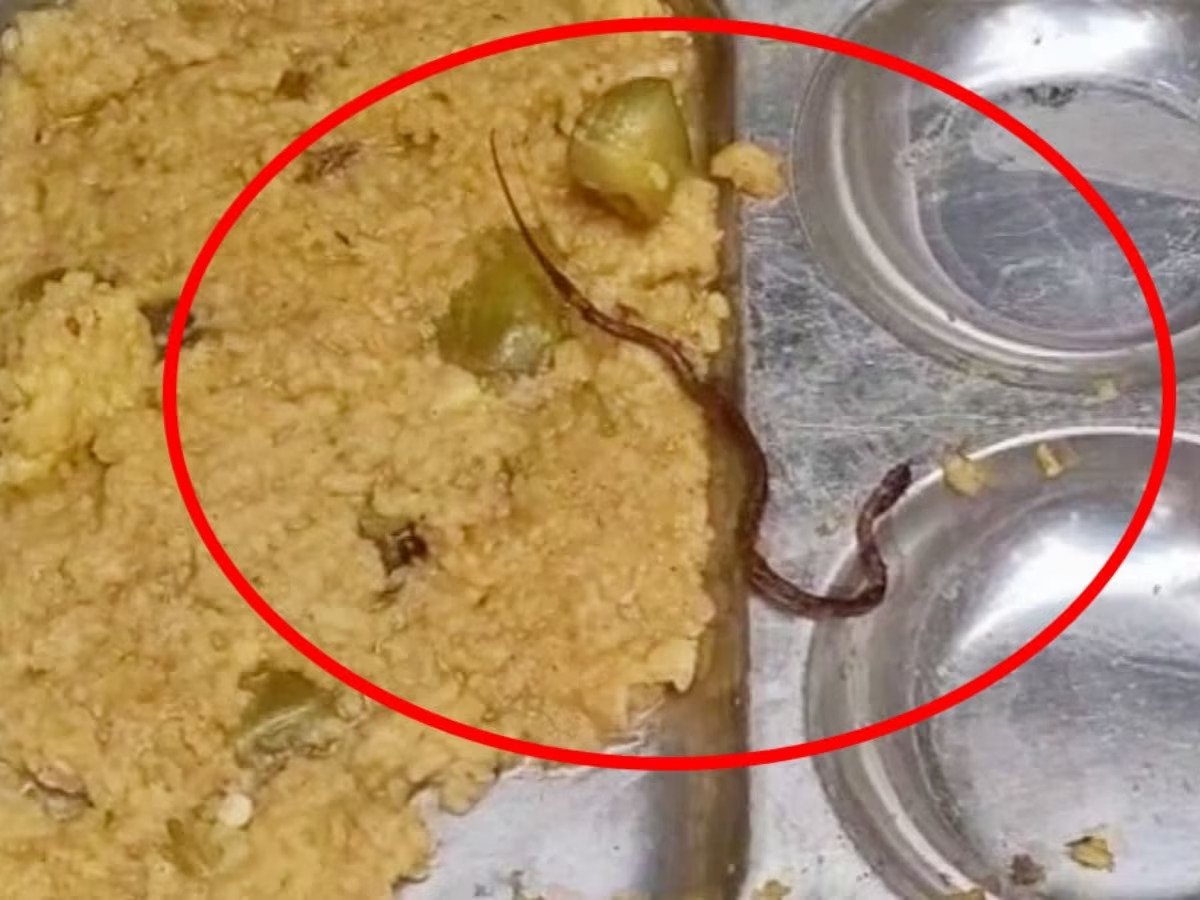 Snake In Mid Day Meal